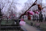 В Киеве посреди зимы расцвели сакуры (ФО…