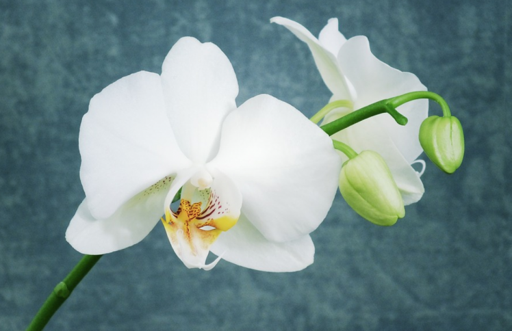 Орхидею лучше пересаживать весной