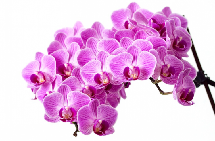 Орхидеи будут цвести круглый год: как нужно правильно ухаживать за тропической красавицей