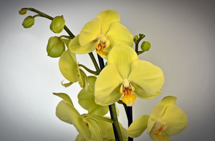 Орхидея в период цветения нуждается в ярком рассеянном свете