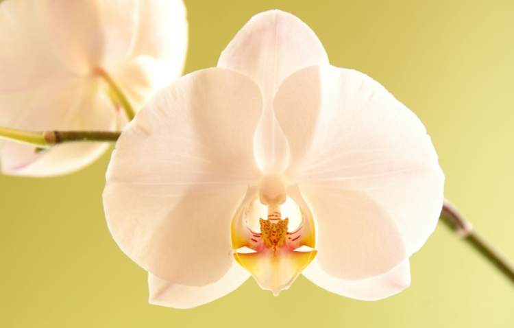 Время от времени листья орхидеи начинают желтеть и засыхать