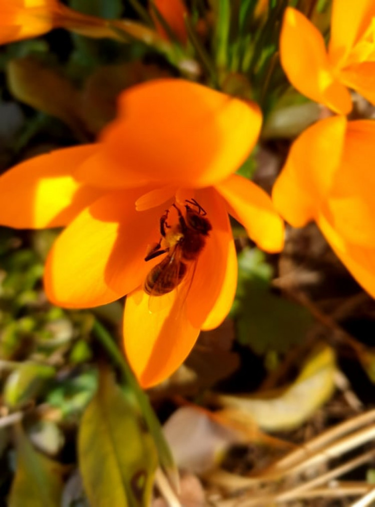 Бджоли на крокусах. Фото Оксани Данильченко