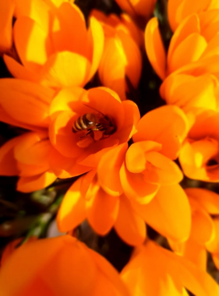 Крокуси і бджоли. Фото Оксани Дальниченко