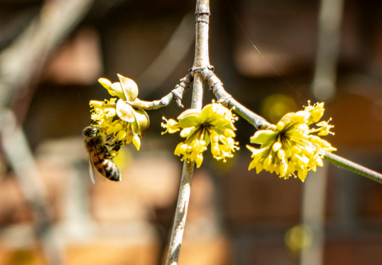 Перші бджоли. Вінниця. Фото Сергія Бахмутова