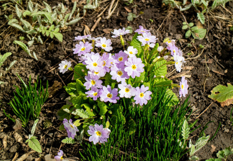 Весна. Вінниця. Фото Сергія Бахмутова