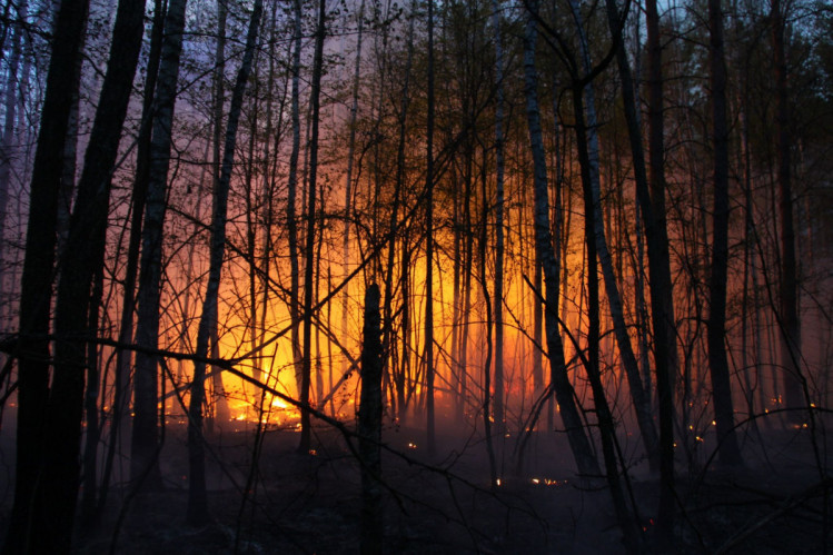 Лісова пожежа. Фото: пресслужба ГУ ДСНС у Вінницькій області 