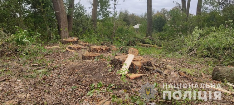 Незаконна вирубка дерев у Брацлавській громаді 