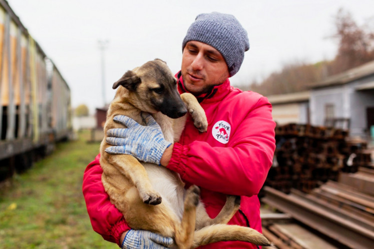 У Вінниці простерилізують та провакцинують 250 безпритульних собак