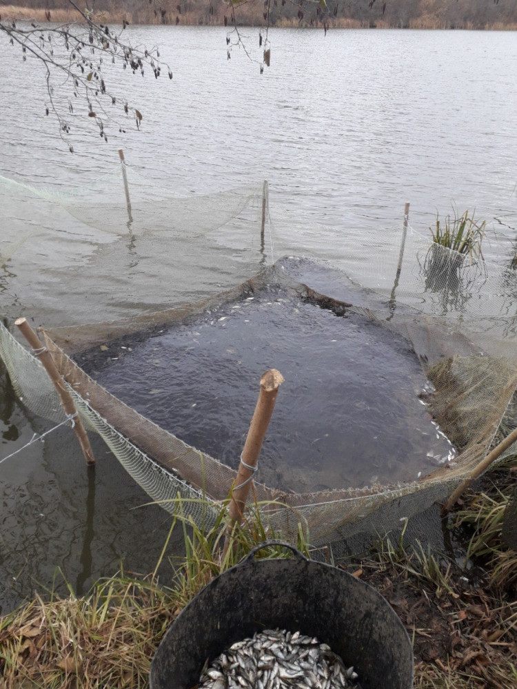 На Вінниччині зарибили водойму