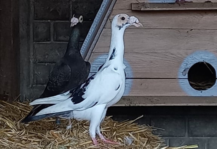 У Подільському зоопарку оселилися екзотичні голуби