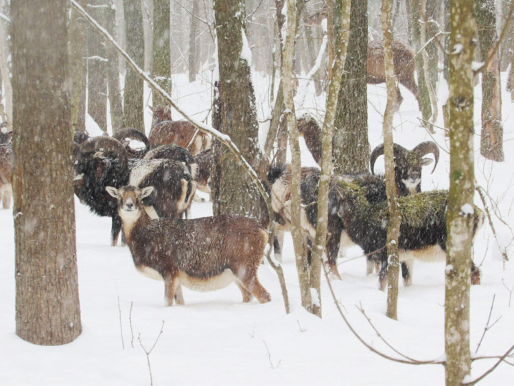 У лісах Вінницької області почали заселятися екзотичні для регіону тварини