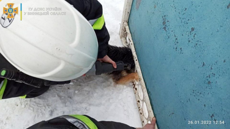 ​​​​​​​У Літинській громаді рятувальники визволили пса