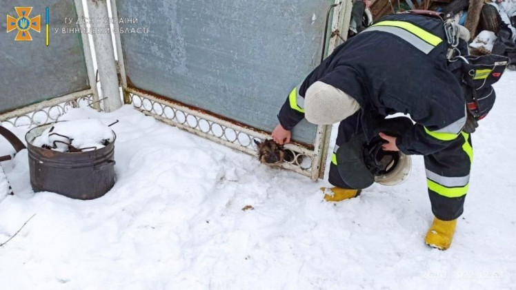 ​​​​​​​У Літинській громаді рятувальники визволили пса, який застряг в металевій огорожі