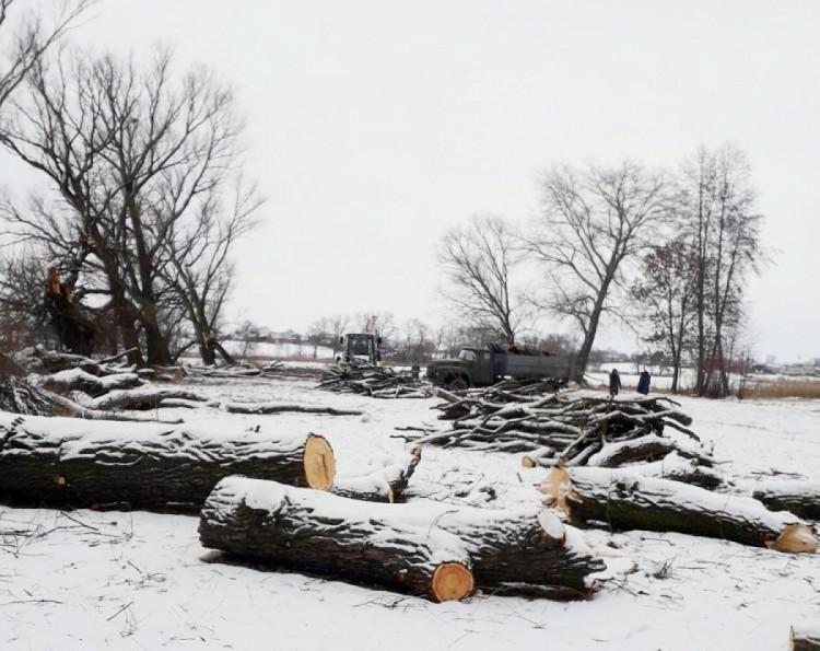У селі Писарівка Калинівської громади зрізають аварійні дерева
