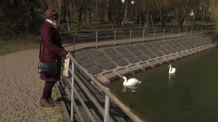 На озеро у Вінниці повернулися лебеді